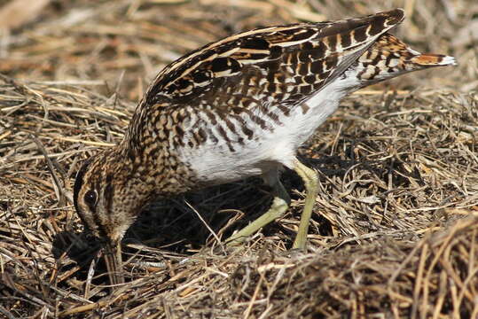 Gallinago nigripennis Bonaparte 1839 resmi