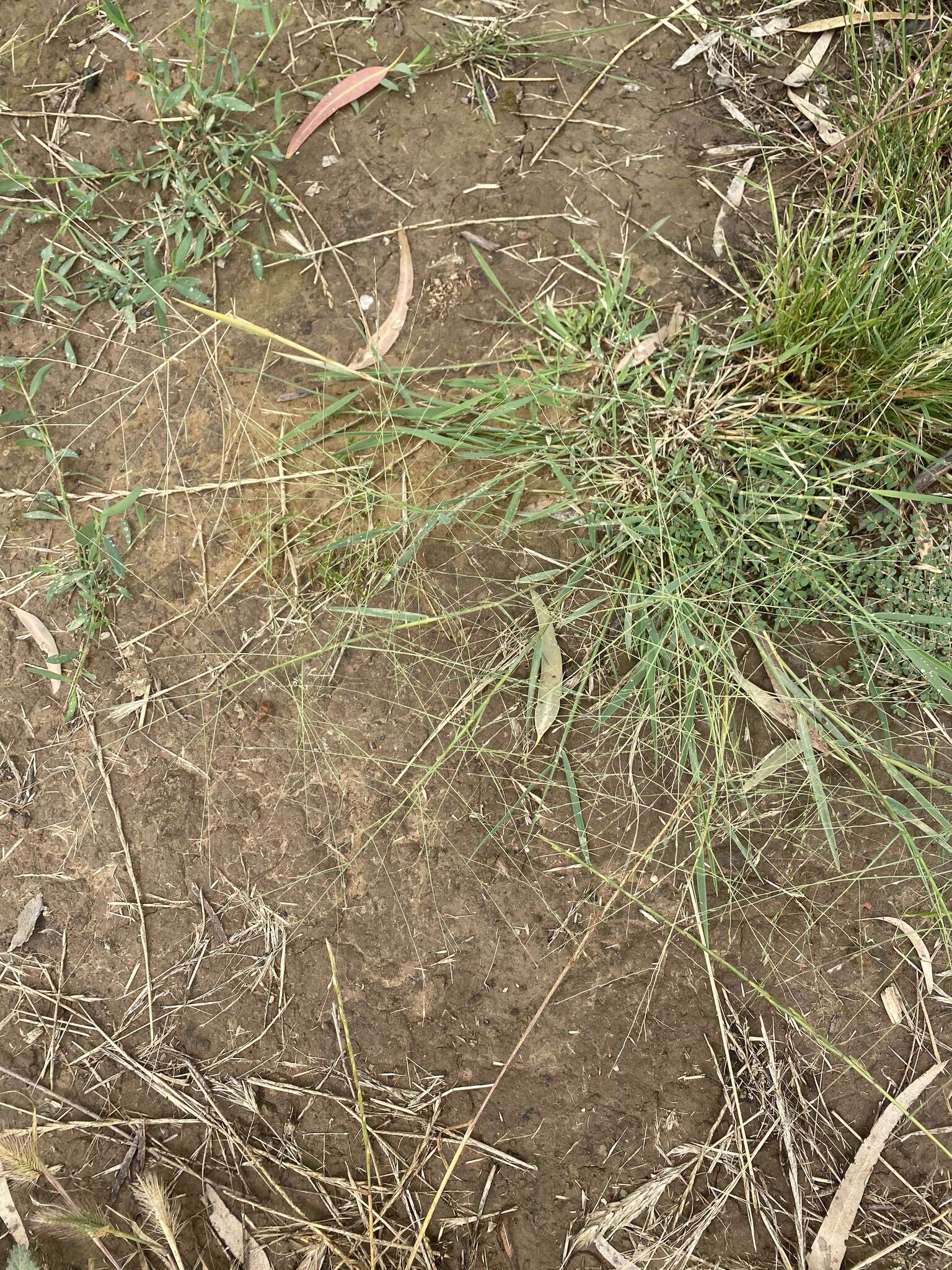 Image of Australian millet