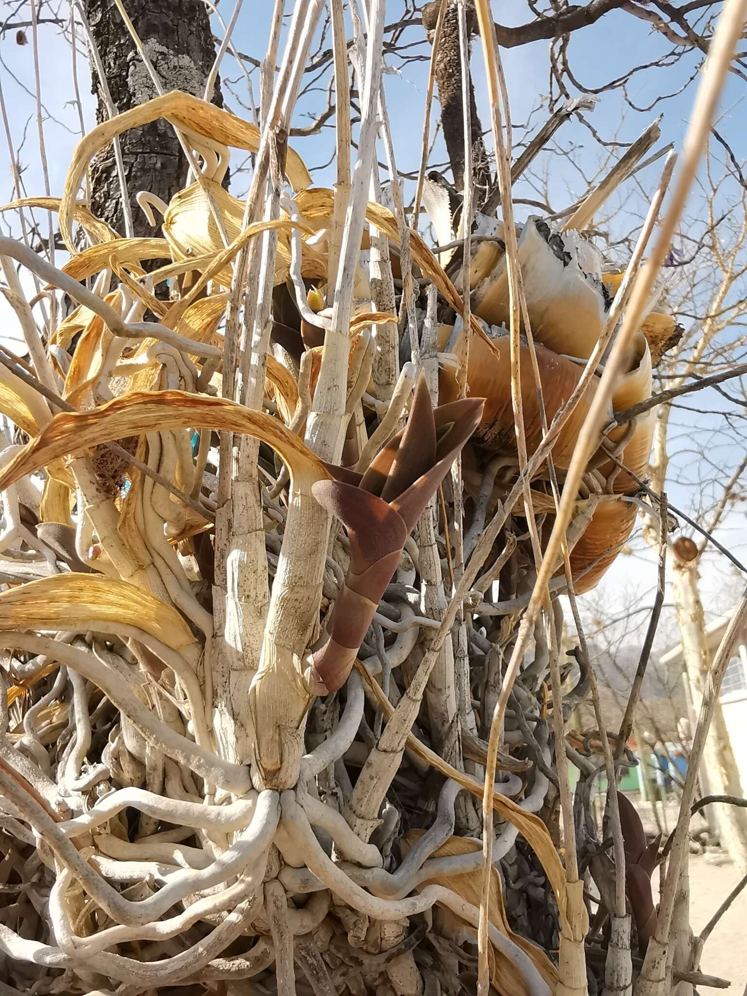 Image of Barkeria lindleyana subsp. vanneriana (Rchb. fil.) Thien