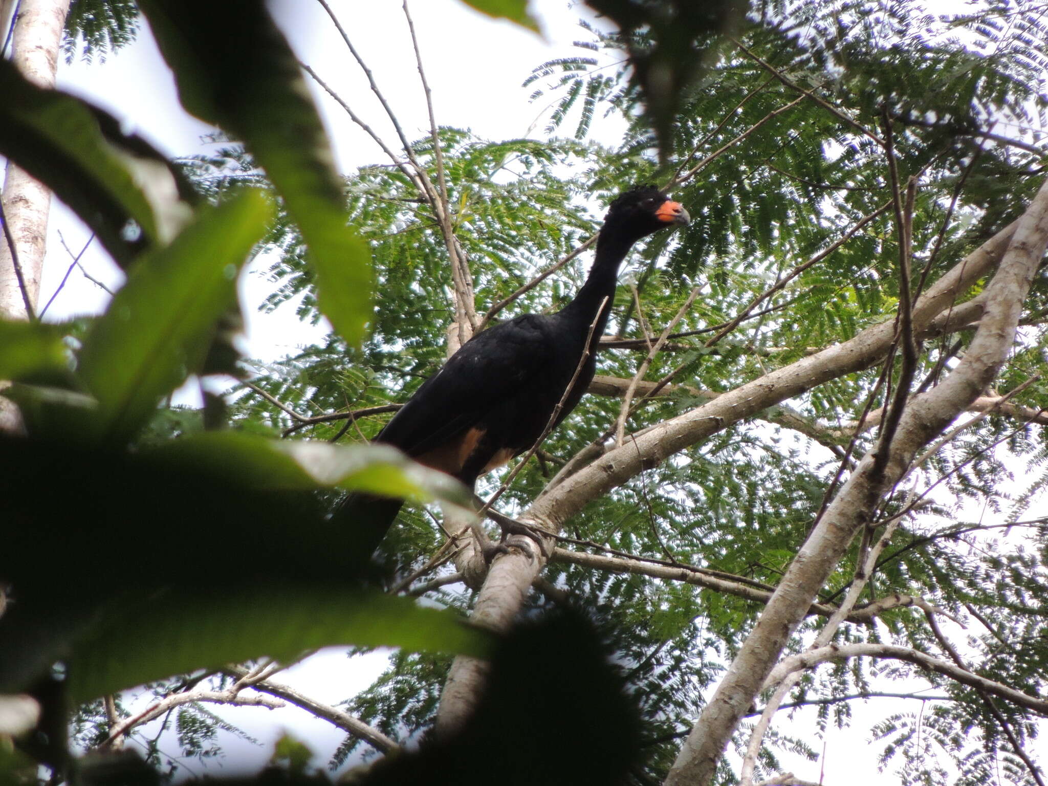 Image of Wattled Curassow