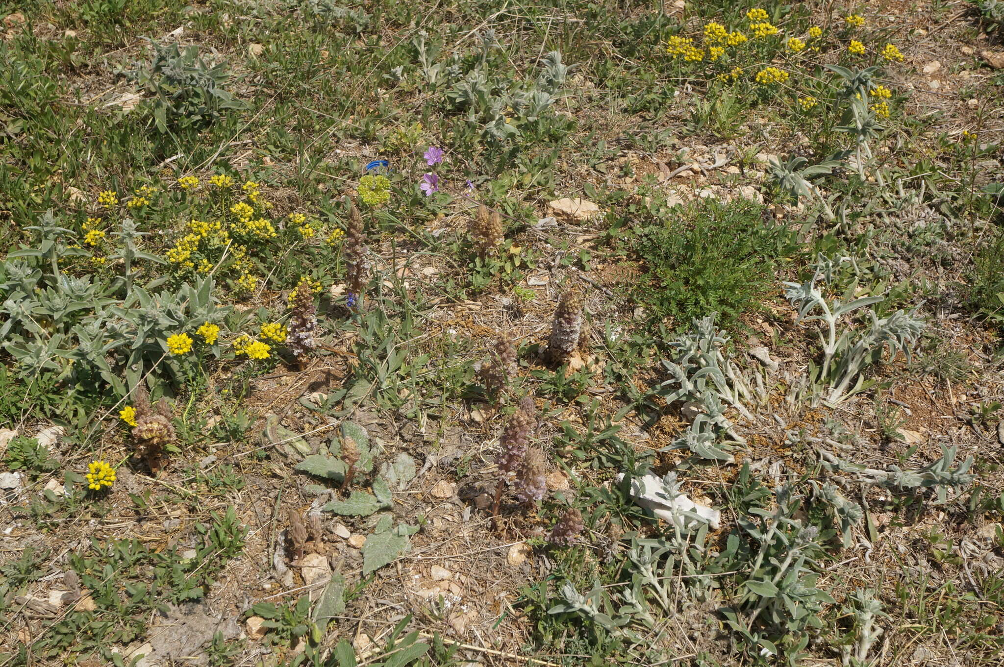 Image de Orobanche crenata Forsskál