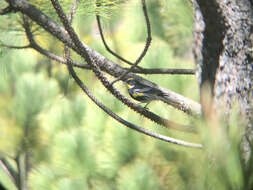 Image of Setophaga coronata goldmani