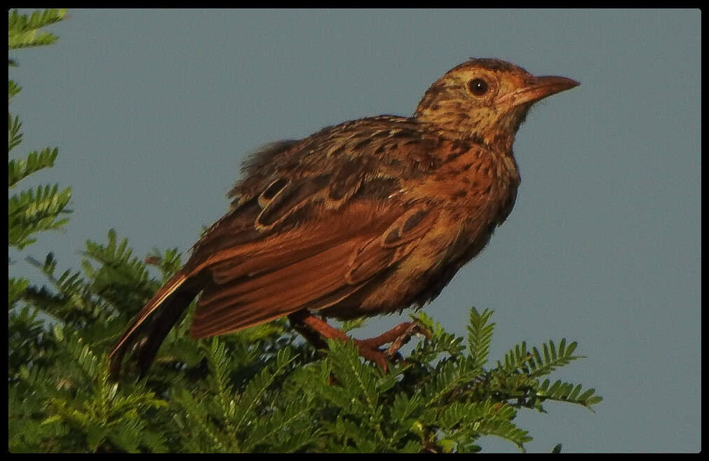 Image of Rufous-naped Lark