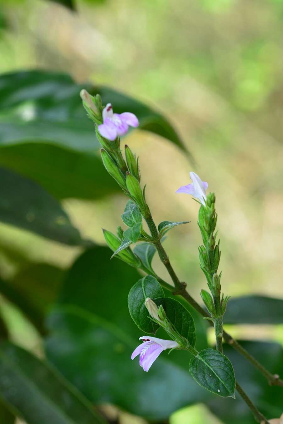 Image of Justicia breviflora (Nees) Rusby