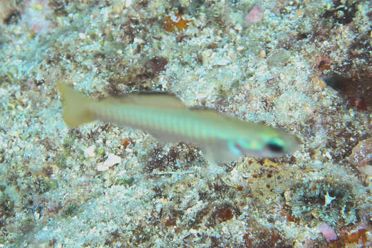 Image of Chinese zebra goby