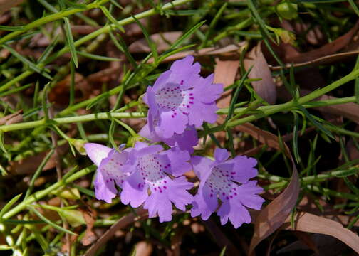 Image of Hemiandra pungens R. Br.