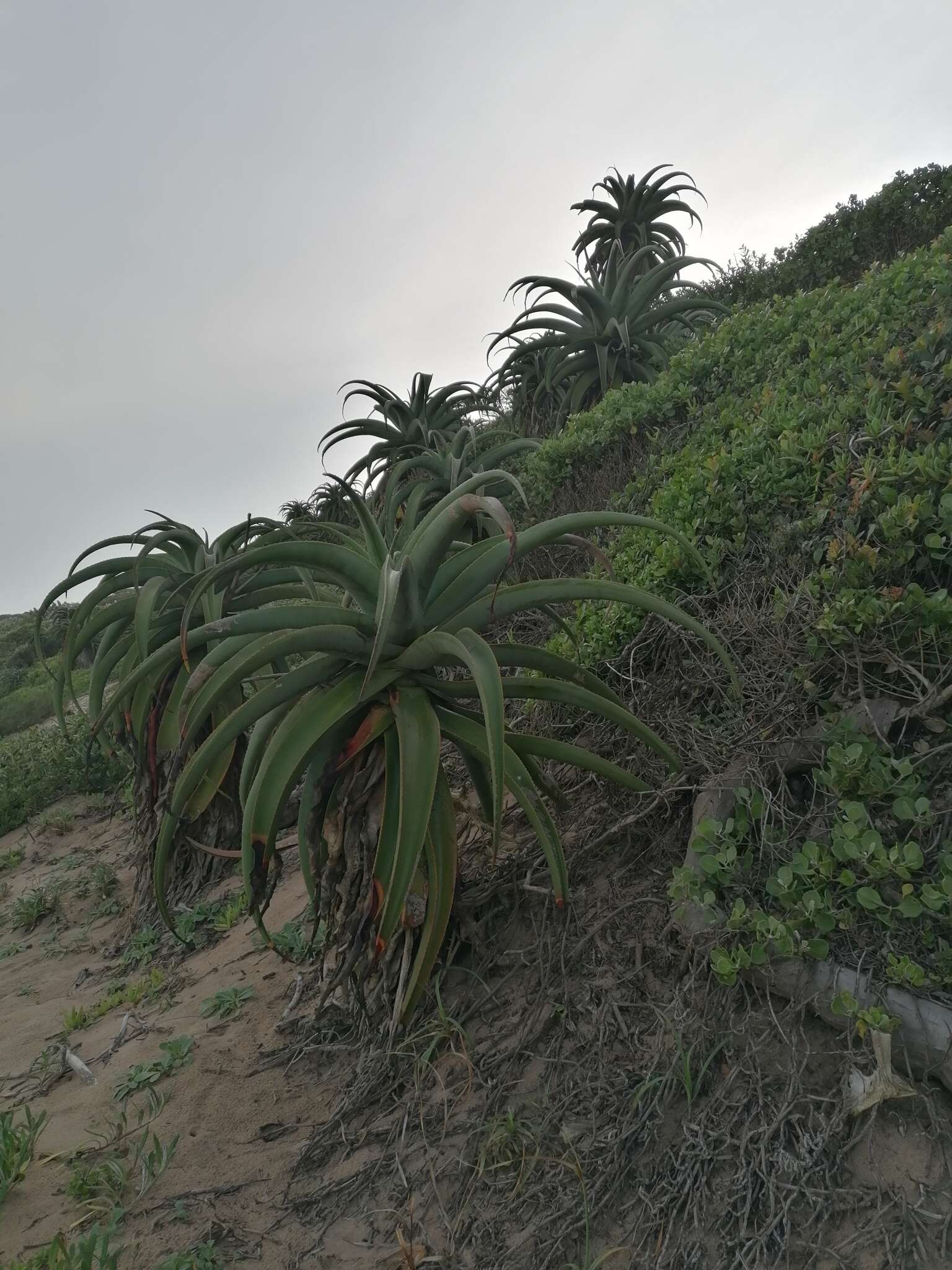 Plancia ëd Aloe thraskii Baker