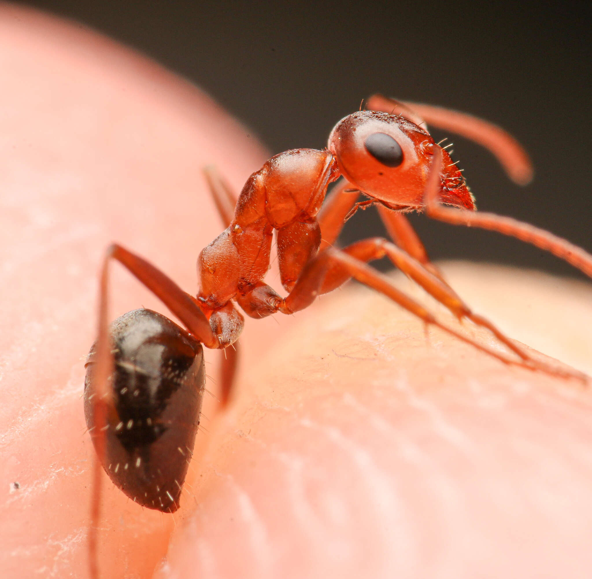 Слика од Formica xerophila Smith 1939