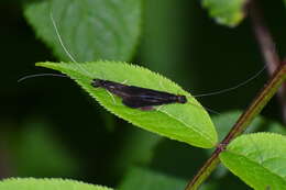 Image of Mystacides alafimbriatus Hill-Griffin 1912