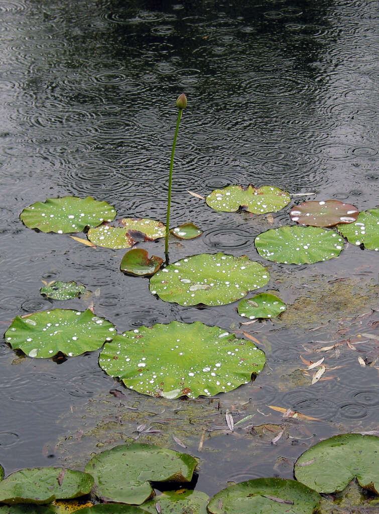 Image of sacred lotus