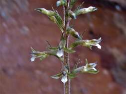 Image of Cyclopogon cranichoides (Griseb.) Schltr.