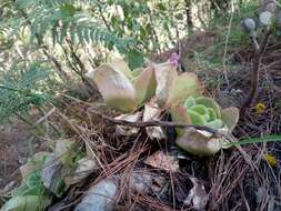 Image of Echeveria pallida Walther