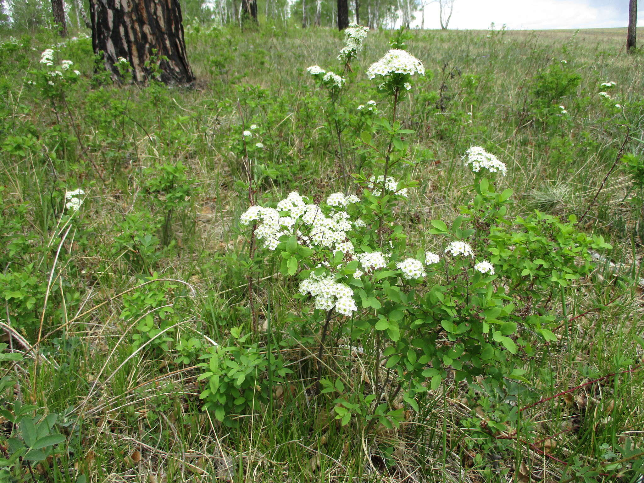 Image of Spiraea media Franz Schmidt