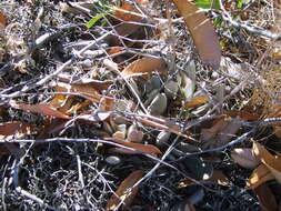 Image of Adromischus umbraticola subsp. umbraticola