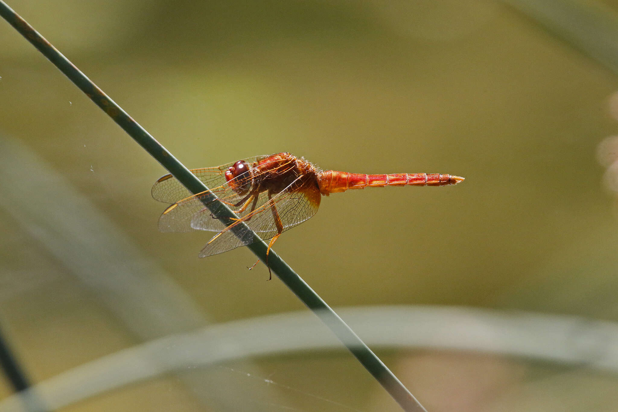 Image of Broad Scarlet