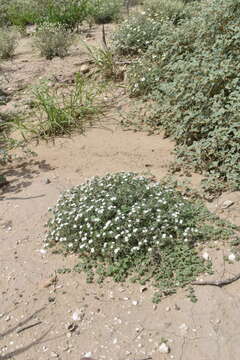 Euploca confertifolia (Torr.) Feuillet & Halse resmi