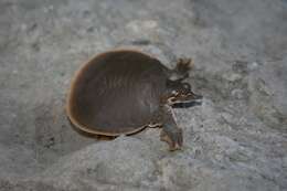 Image of Smooth Softshell Turtle