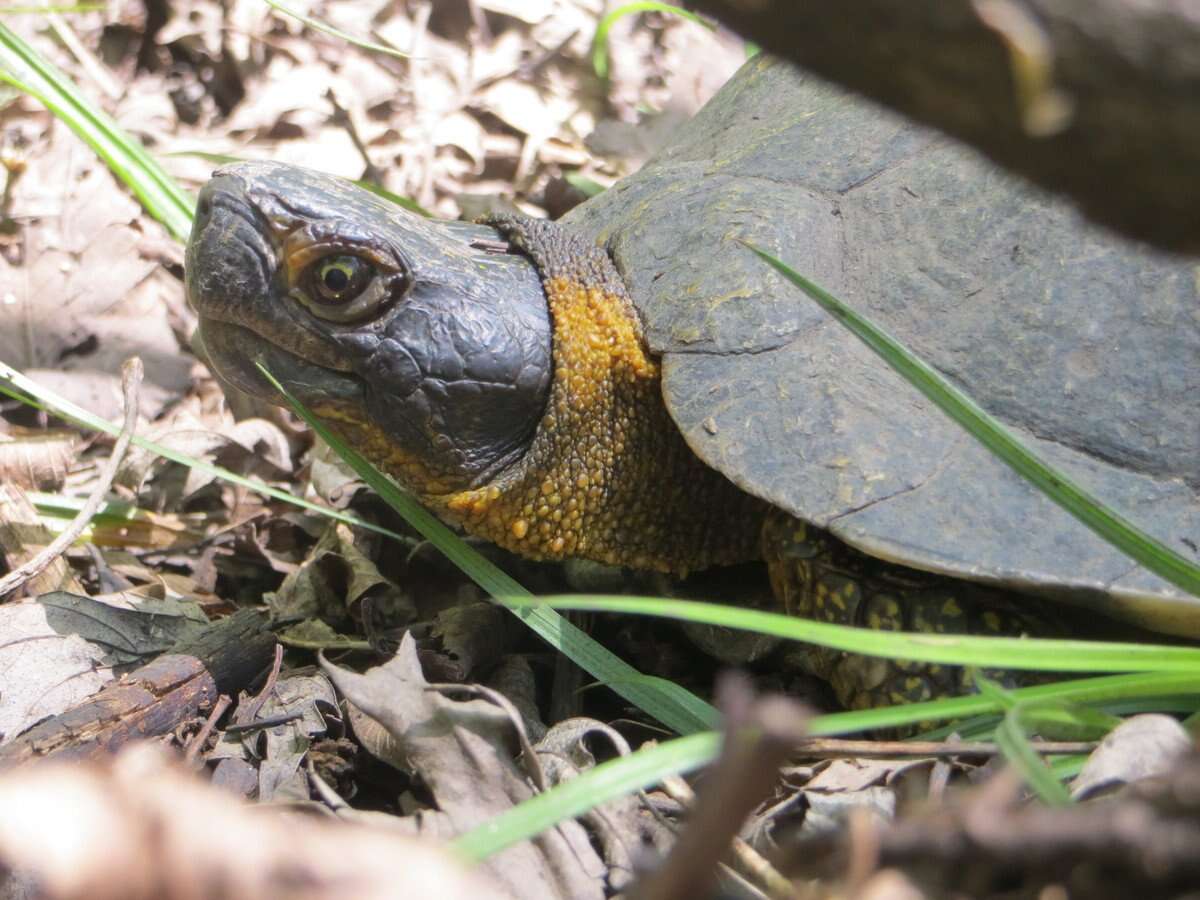 Image de Tortue des bois