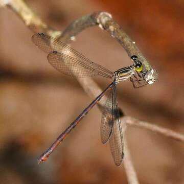 Image of Heteragrion erythrogastrum Selys 1886