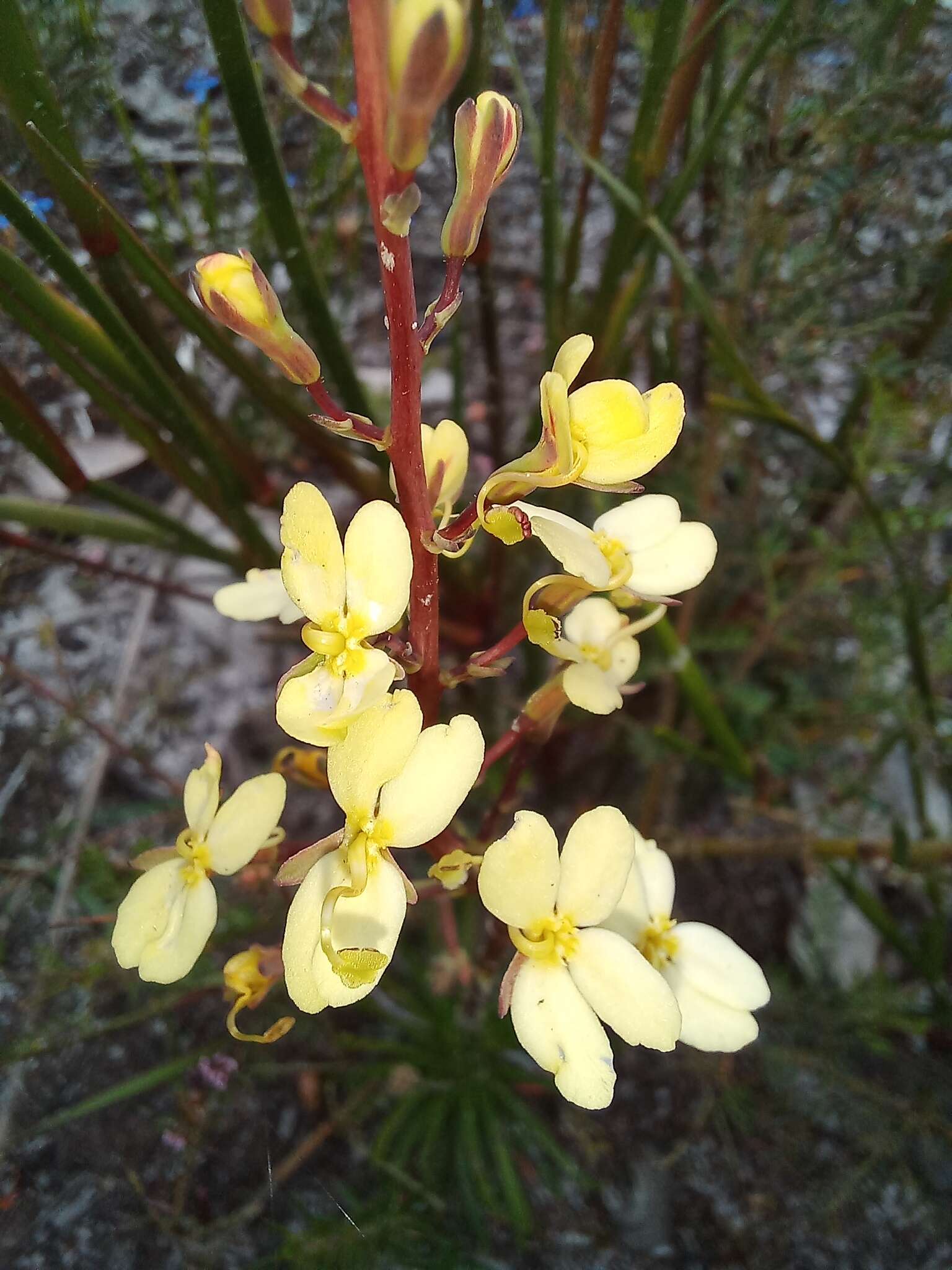 Image de Stylidium diademum Wege