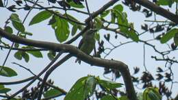 Image of Brown-capped Tyrannulet