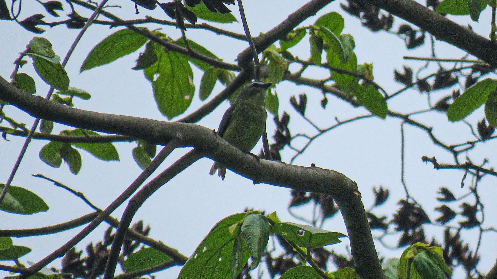 Image of Brown-capped Tyrannulet