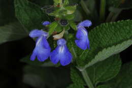 Image of Salvia stachydifolia Benth.