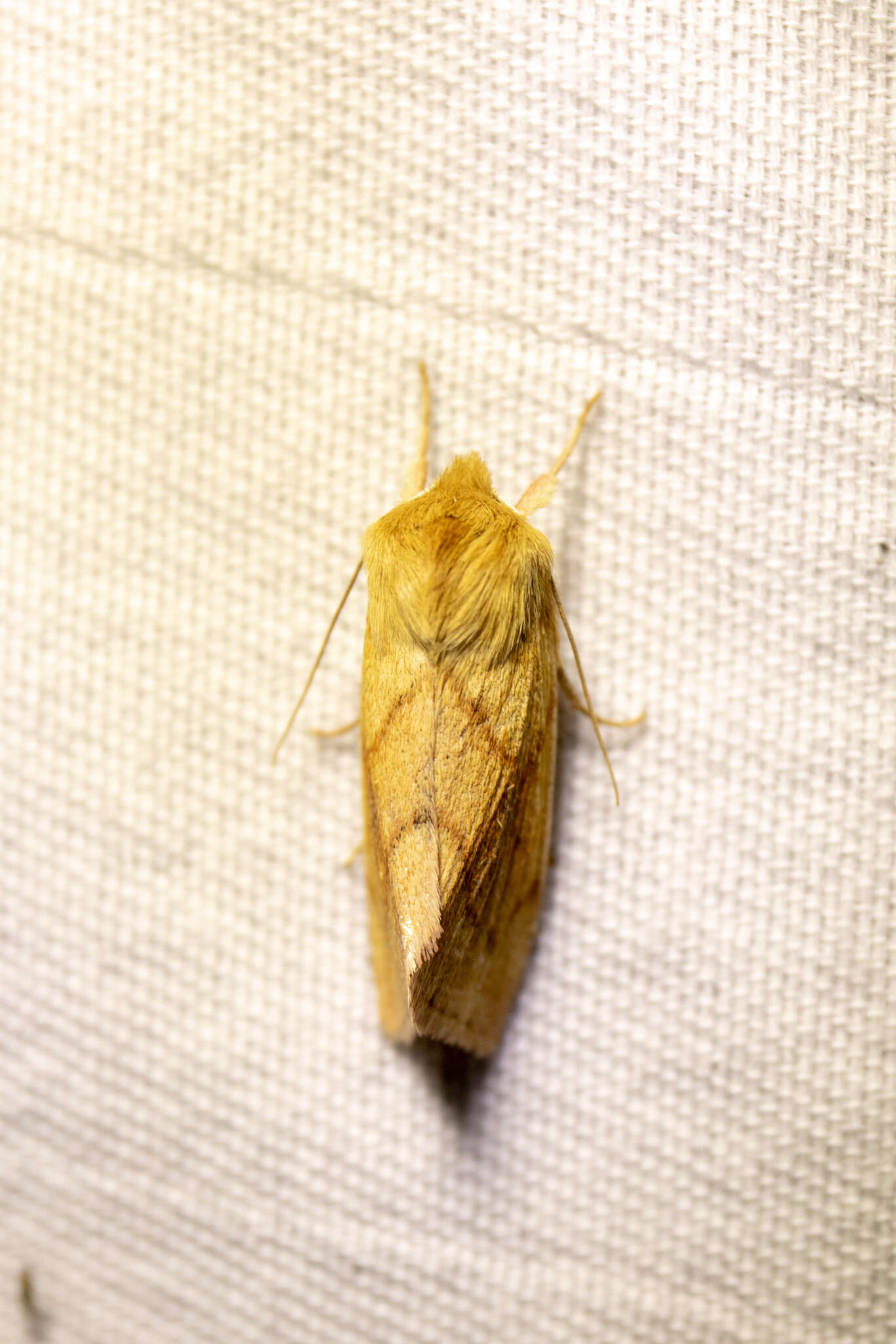 Image of V-lined Quaker Moth