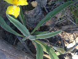 Image of Goodenia willisiana R. Carolin