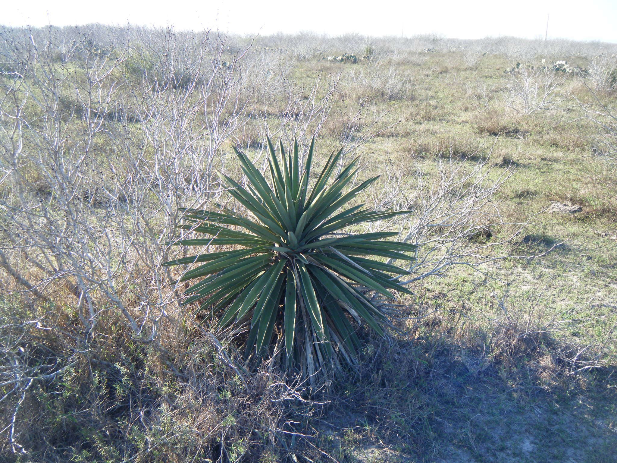 Image of Don Quixote's lace