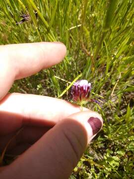 Image of whitetip clover