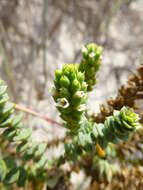 Morella cordifolia (L.) D. J. B. Killick resmi