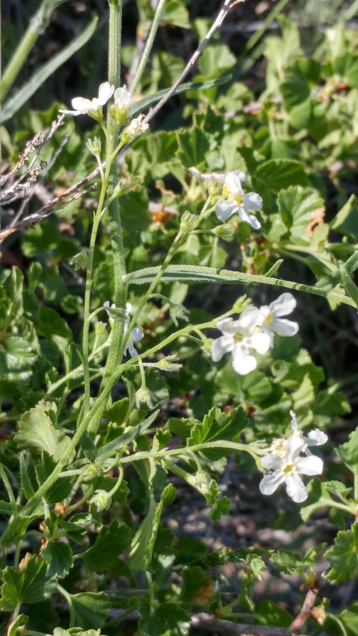 Plancia ëd Hackelia diffusa var. arida (Piper) R. L. Carr