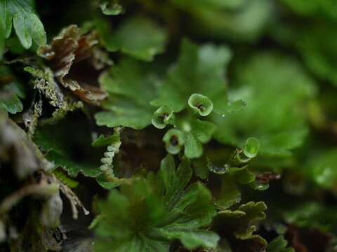 Image of tiny bristle fern