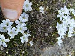 Image of Montia sessiliflora (G. Simpson) Heenan