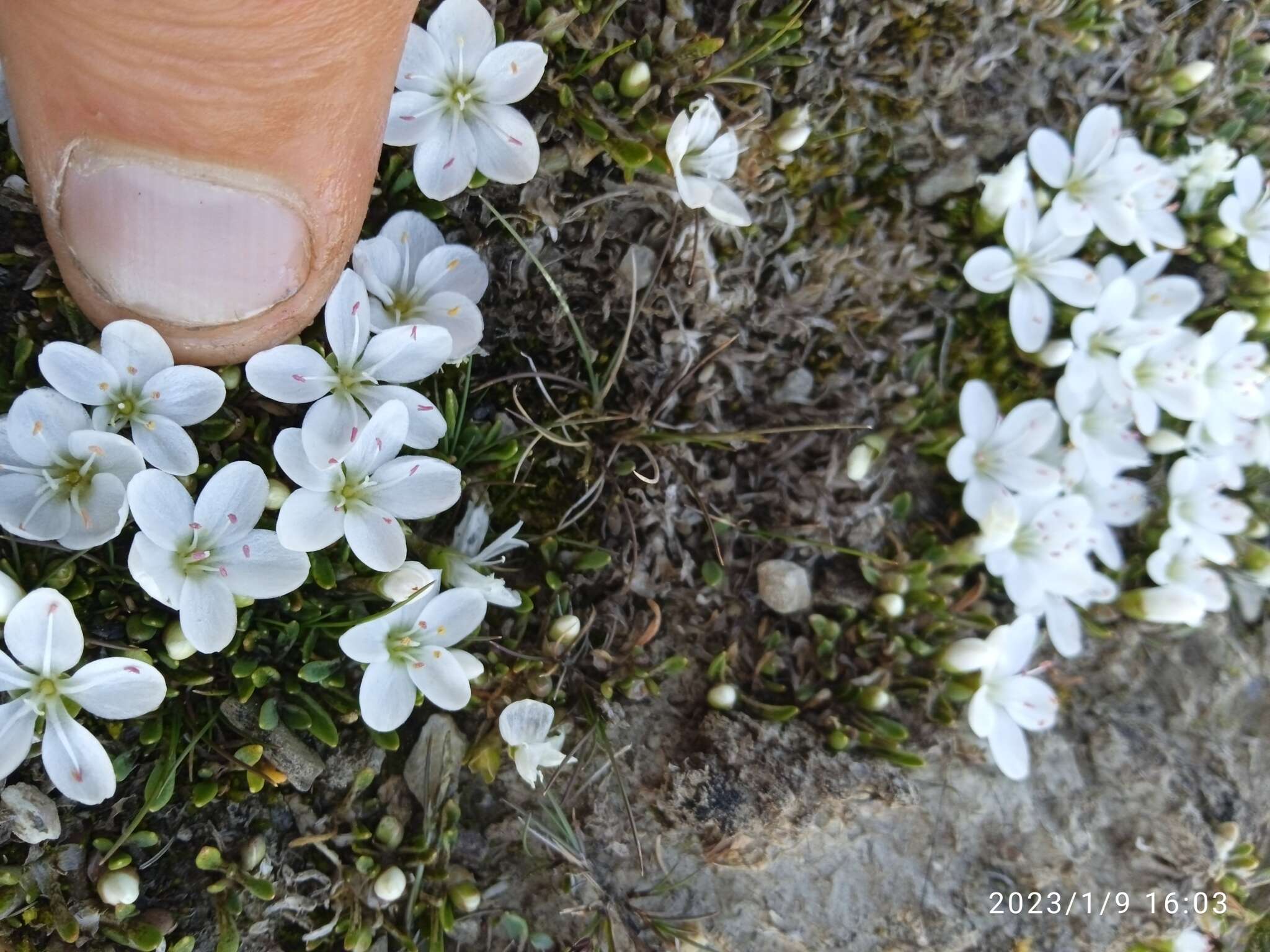 Image of Montia sessiliflora (G. Simpson) Heenan