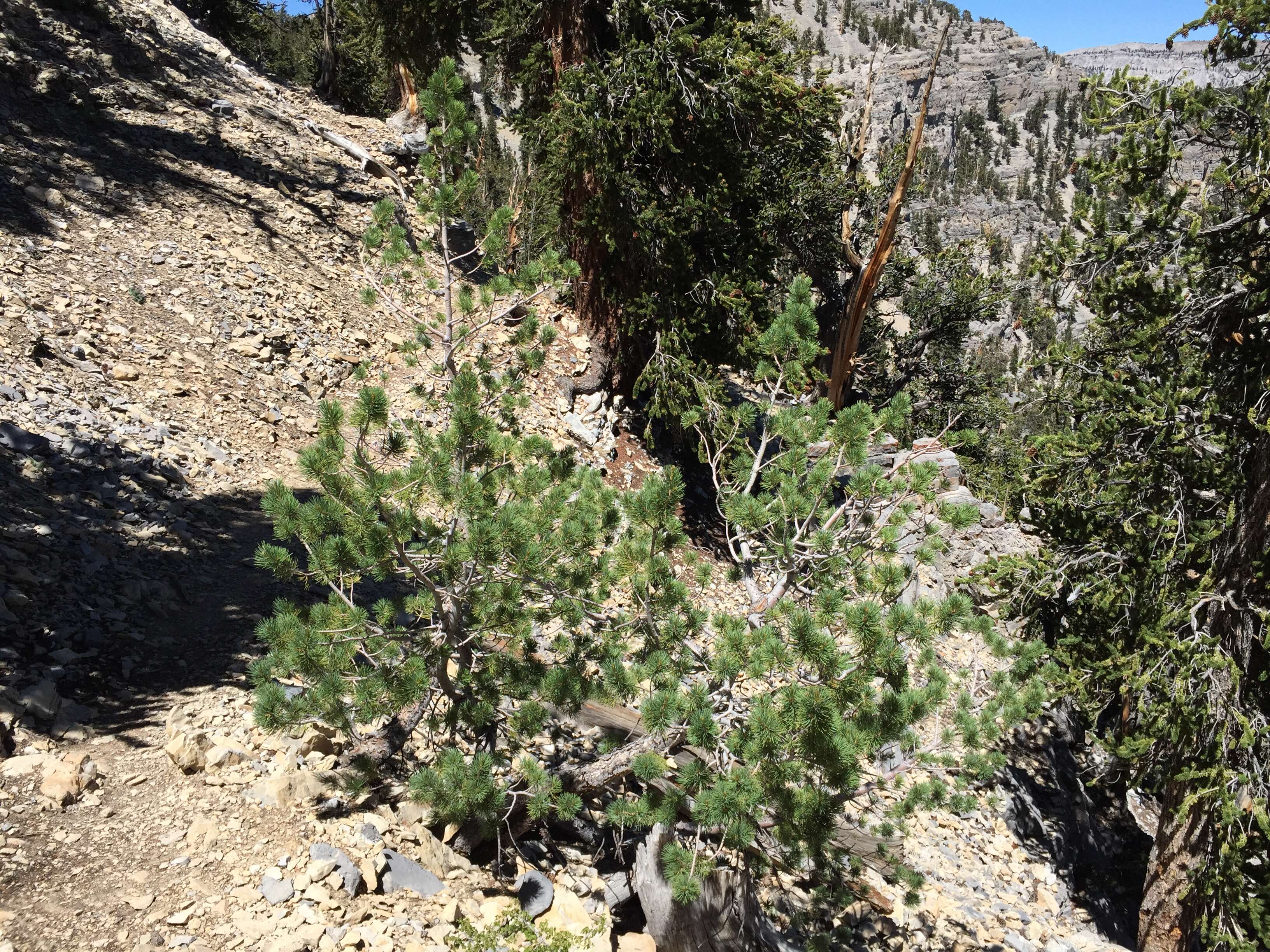 Image of Limber Pine