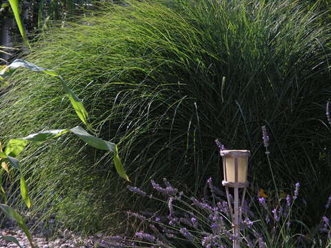 Imagem de Miscanthus sinensis Andersson