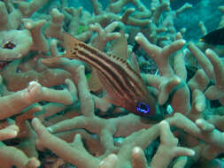 Image of Blue-eye cardinalfish