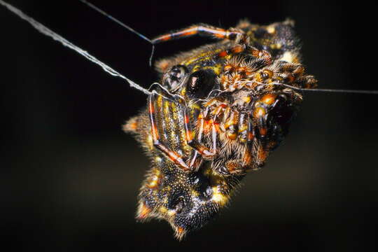 Image of Spinybacked Orbweaver