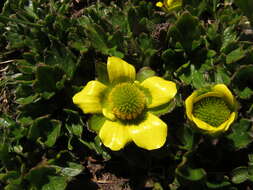 Image de Ranunculus pachyrrhizus Hook. fil.