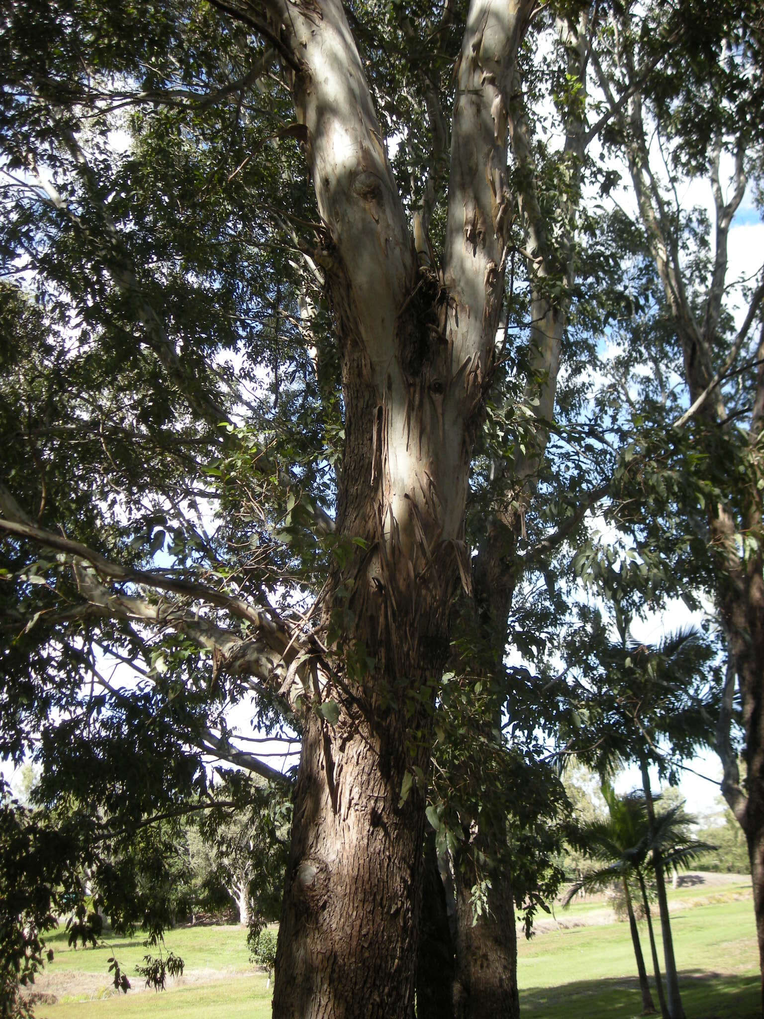 صورة Eucalyptus raveretiana F. Müll.