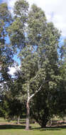 صورة Eucalyptus raveretiana F. Müll.