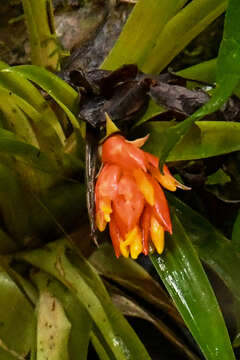 صورة Guzmania jaramilloi H. Luther