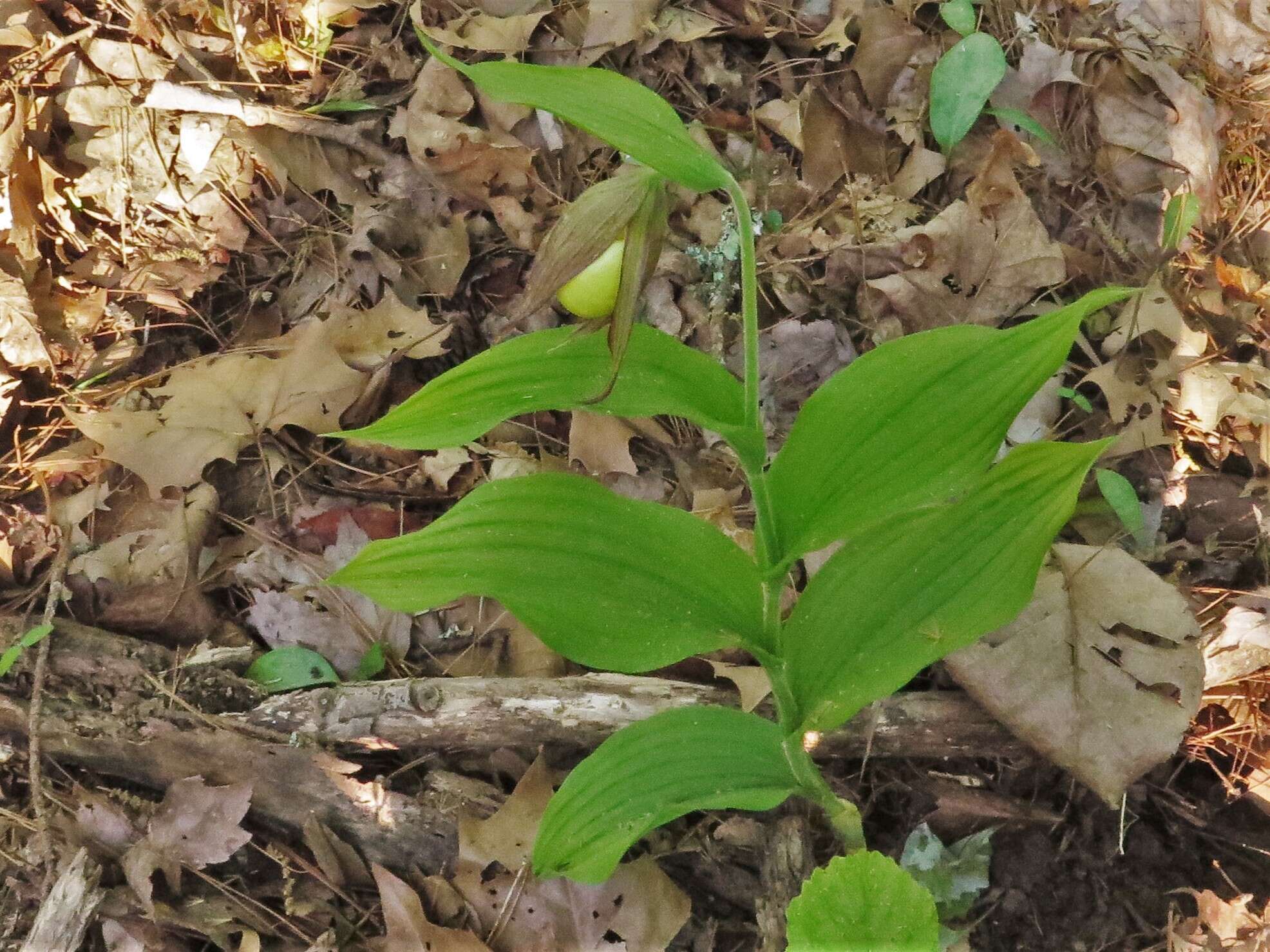 Image of Kentucky lady's slipper