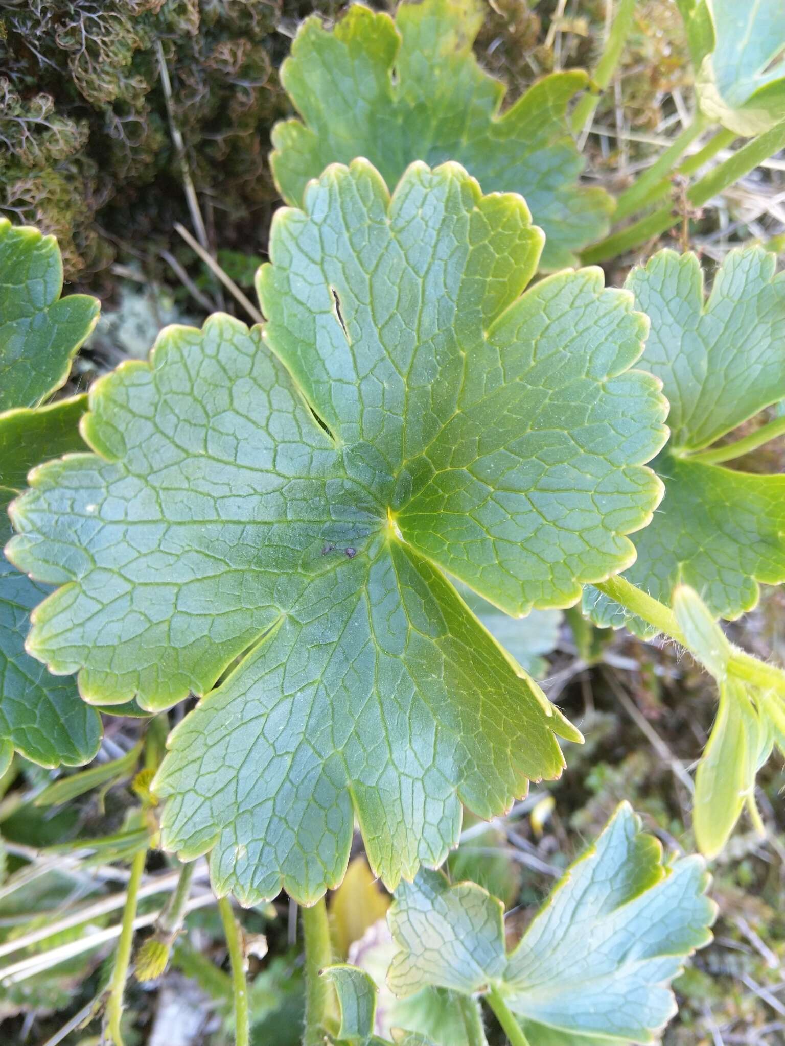 Image of Ranunculus nivicolus Hook.