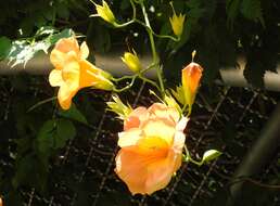 Image of Chinese Trumpet Vine