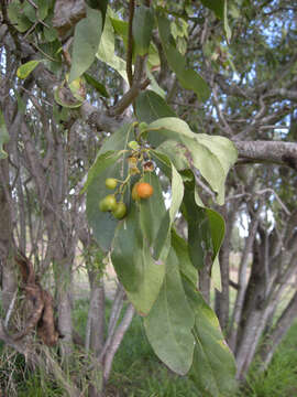 Image of Grey-leaved cordia