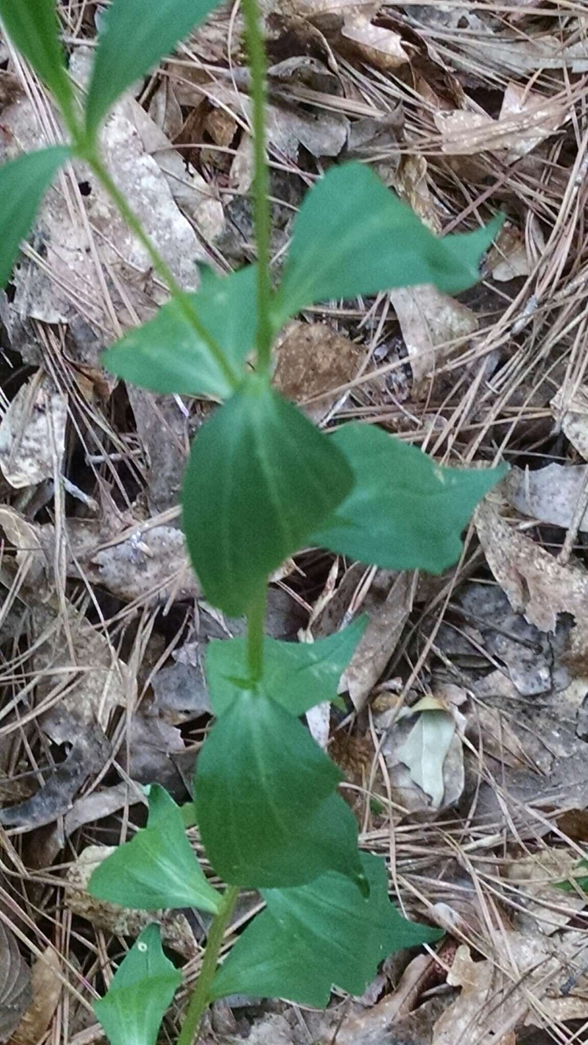 Image of Broad-Leaf Barbara's-Buttons