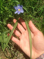 Image of Prairie pleatleaf